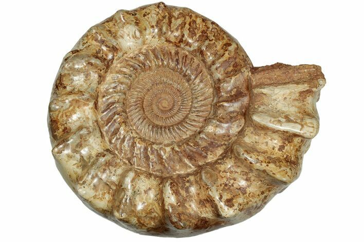Jurassic Ammonite (Kranosphinctes?) Fossil - Madagascar #207410